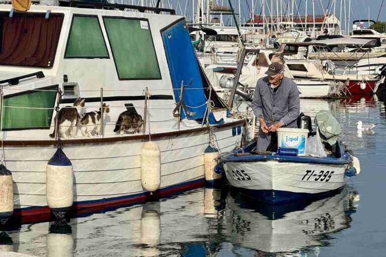 Lokalny port w Chorwacji z łodzią i kotami